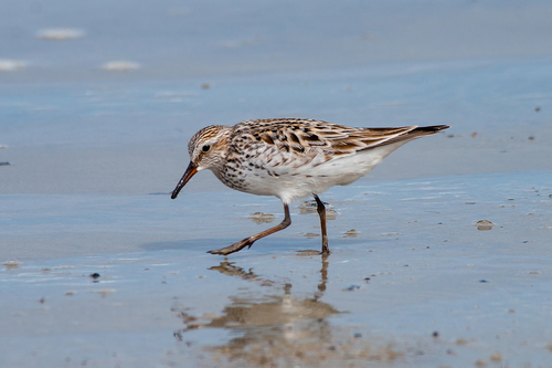 iNaturalist image