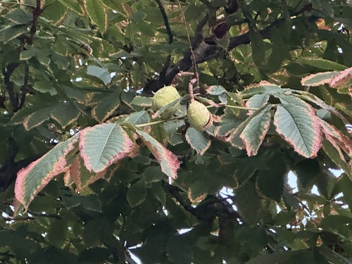 horse-chestnut photograph by the iNaturalist community