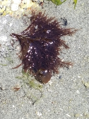 Cryptosiphonia woodii