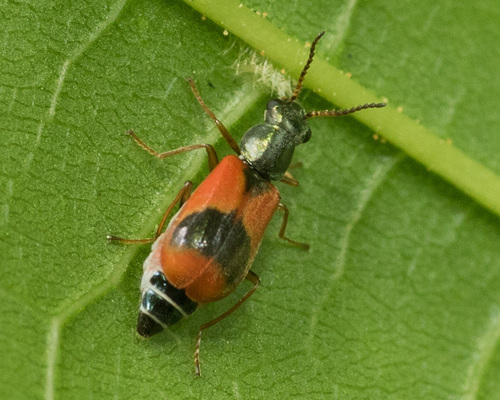 Eurasian Red-and-black Melyrid, photo 5 of 10