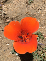 Calochortus kennedyi