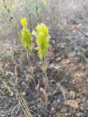 Castilleja lacera