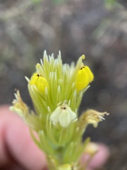 Castilleja lacera