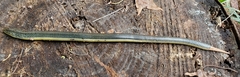Ophisaurus ventralis