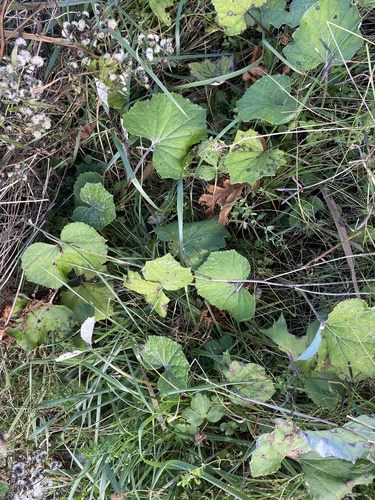 colt's-foot photograph by the iNaturalist community