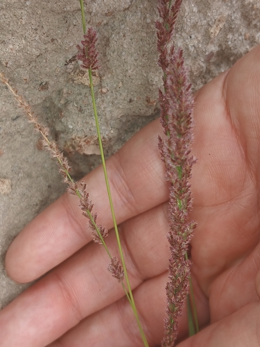 Eragrostis ciliaris observed 2026-10-20