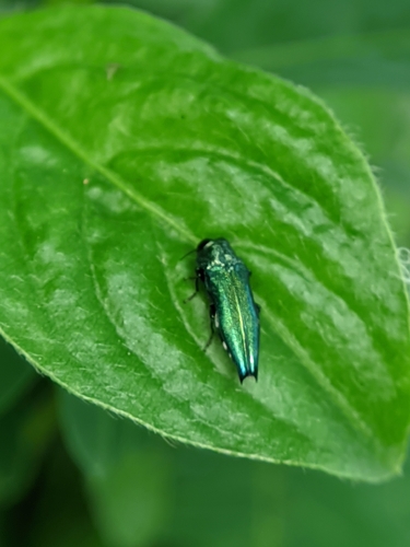 Agrilus observed 2026-10-23