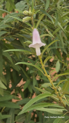Sesamum indicum observed 2026-10-23