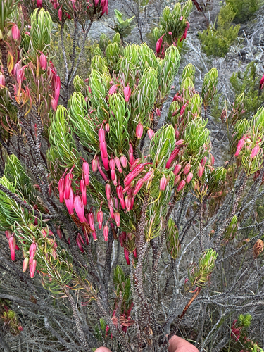 Erica plukenetii, 2026-10-20