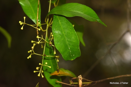 Syzygium smithii observed 2026-10-18