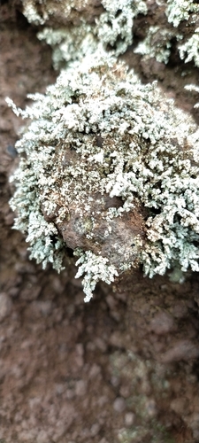 Stereocaulon observed 2026-10-23
