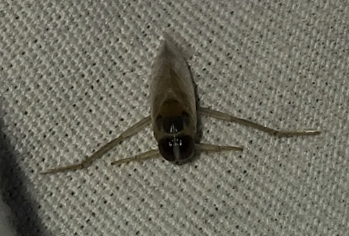 Buenoa