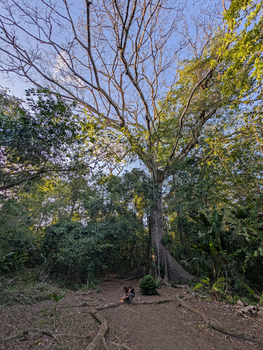 Ceiba pentandra observed 2026-10-22