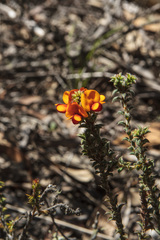Pultenaea procumbens