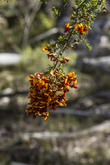 Pultenaea microphylla