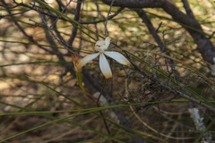 Caladenia ustulata
