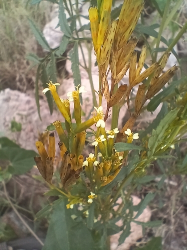Tagetes minuta observed 2026-10-20