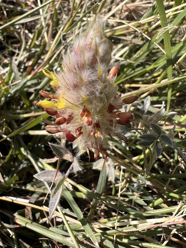 Wright's prairie clover