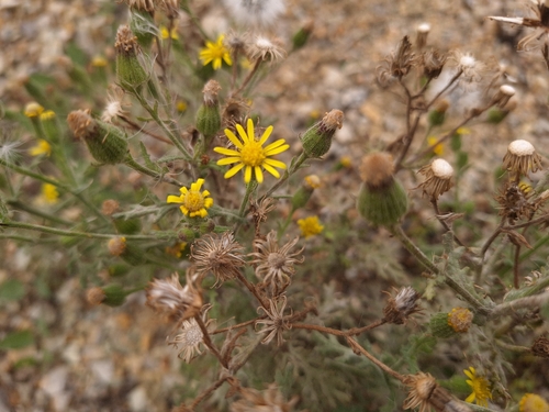 Senecio viscosus observed 2026-10-23