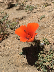 Calochortus kennedyi