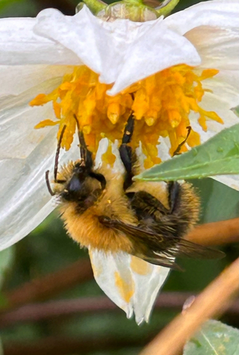 Common Carder Bumble Bee photograph by the iNaturalist community