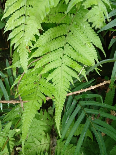 Christella dentata observed 2026-10-22