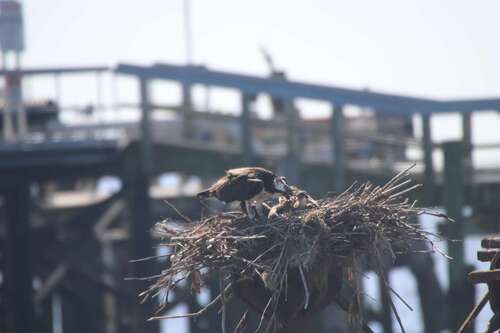 iNaturalist image