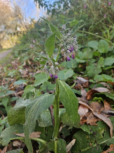 Symphytum officinale observed 2026-10-23