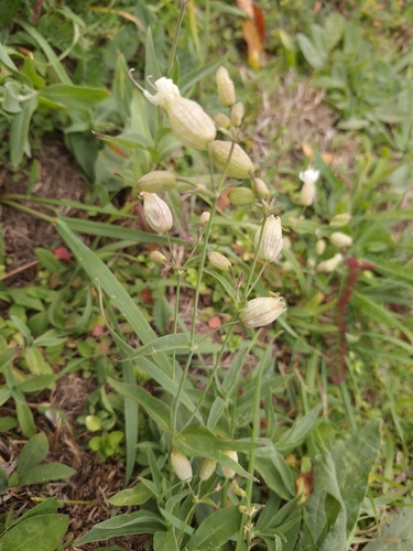 bladder campion photograph by the iNaturalist community