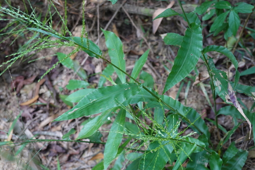 Centotheca lappacea observed 2026-10-19