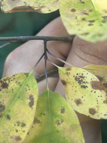 Ilex mucronata observed 2026-10-23