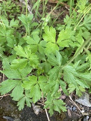 Anemonoides sylvestris
