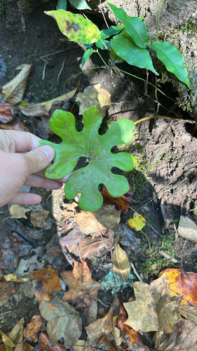 bloodroot photograph by the iNaturalist community