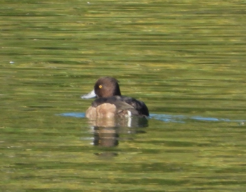 iNaturalist image
