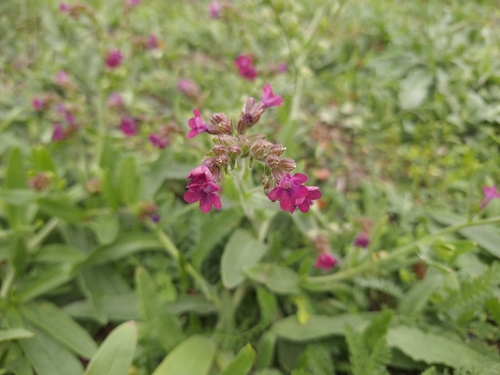 Anchusa, 2026-10-23