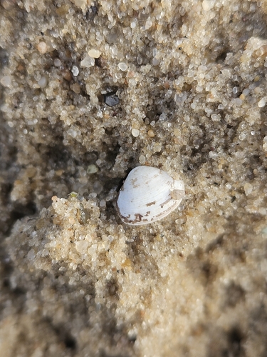 Sphaerium rivicola observed 2026-10-23