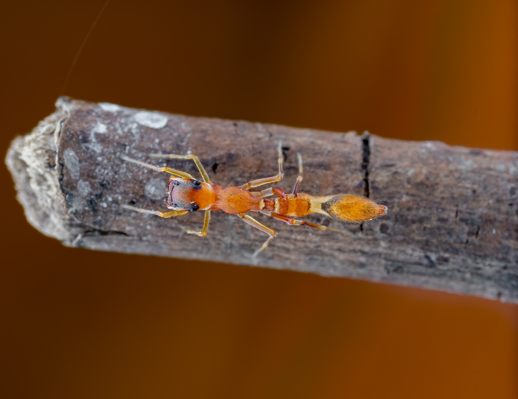 Synemosyna paraensis