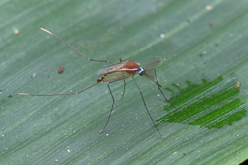 Uranotaenia ditaenionota