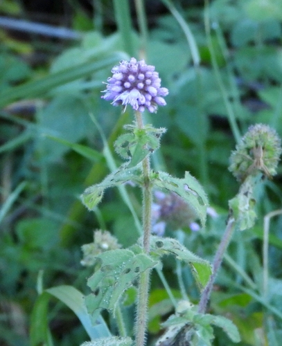 Mentha aquatica observed 2026-10-22