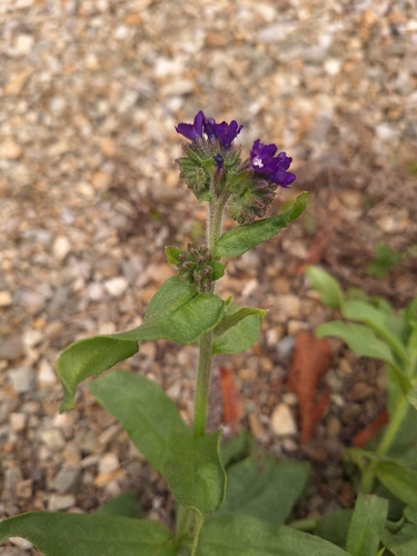 Anchusa, 2026-10-23