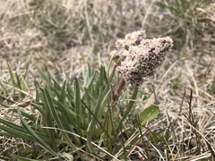 Valeriana edulis