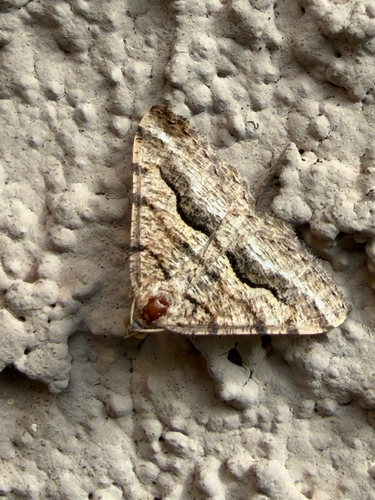 Mesquite Looper Moth