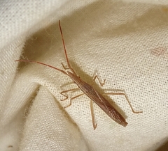 Protenor belfragei