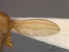 Chyromya