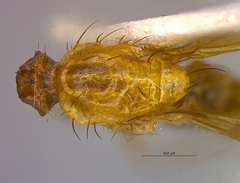 Chyromya