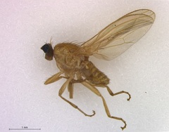 Chyromya