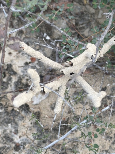 Long-jawed Desert Termites
