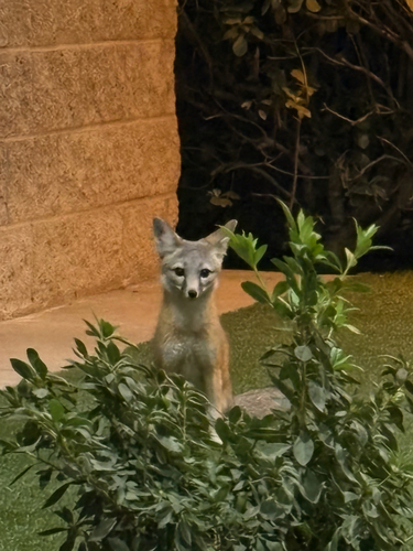 Kit Fox
