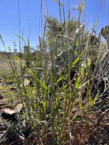 Arizona cottontop