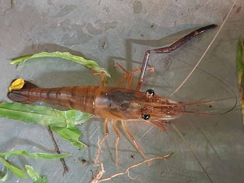 Macrobrachium lar observed 2026-10-23